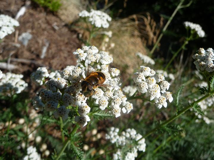 Pedoures_2009 002.jpg - Oh une abeille !